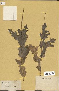 spécimen de Papaver somniferum