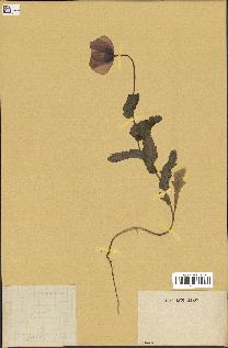 spécimen de Papaver somniferum
