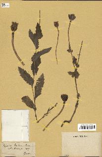 spécimen de Papaver somniferum