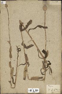 spécimen de Papaver somniferum