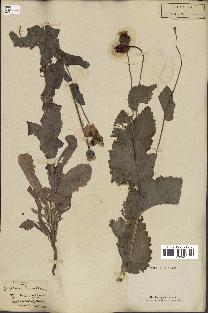 spécimen de Papaver somniferum