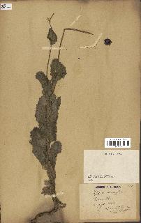 spécimen de Papaver somniferum