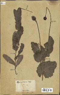 spécimen de Papaver somniferum