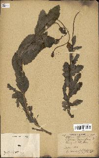 spécimen de Papaver somniferum