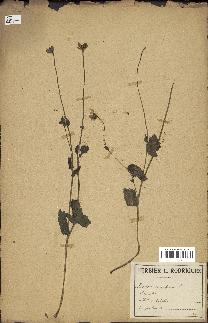 spécimen de Papaver somniferum