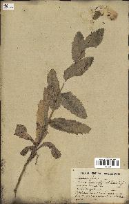 spécimen de Papaver somniferum