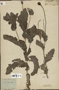spécimen de Papaver somniferum