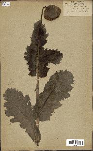 spécimen de Papaver somniferum