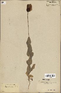 spécimen de Papaver somniferum