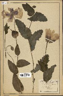 spécimen de Papaver somniferum