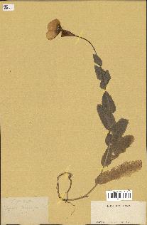 spécimen de Papaver somniferum
