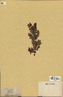 spécimen de Papaver somniferum