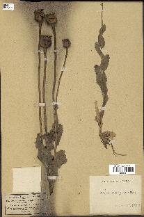 spécimen de Papaver somniferum
