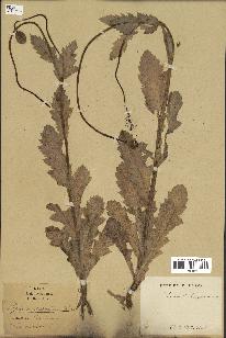 spécimen de Papaver somniferum