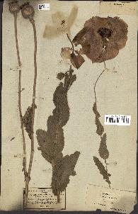 spécimen de Papaver somniferum