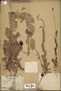 spécimen de Papaver somniferum