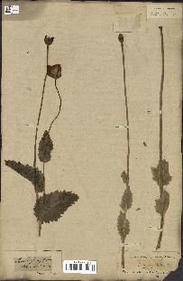 spécimen de Papaver somniferum