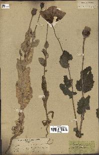 spécimen de Papaver somniferum