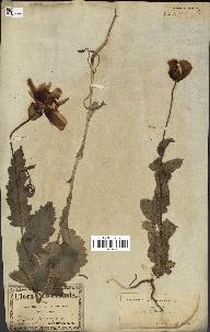 spécimen de Papaver somniferum