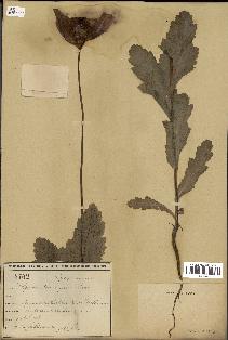 spécimen de Papaver somniferum