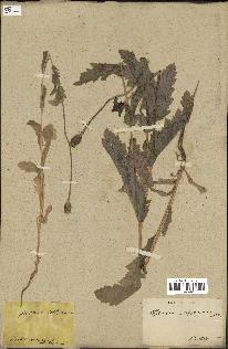 spécimen de Papaver somniferum
