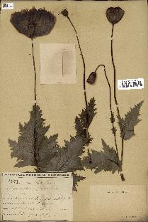 spécimen de Papaver somniferum