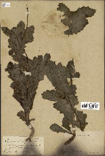 spécimen de Papaver somniferum
