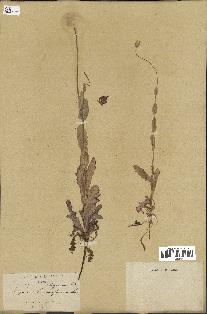 spécimen de Papaver somniferum