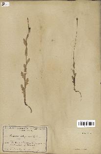 spécimen de Papaver somniferum