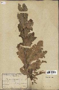 spécimen de Papaver somniferum