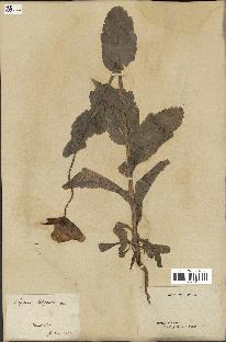 spécimen de Papaver somniferum