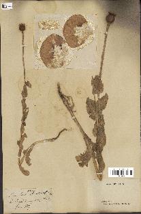 spécimen de Papaver somniferum