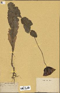 spécimen de Papaver somniferum