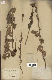 spécimen de Papaver somniferum