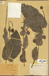 spécimen de Papaver somniferum