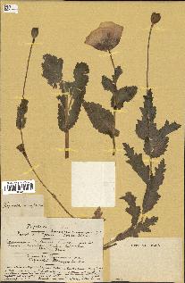 spécimen de Papaver somniferum
