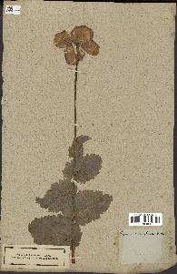spécimen de Papaver somniferum
