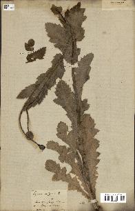 spécimen de Papaver somniferum
