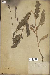 spécimen de Papaver somniferum