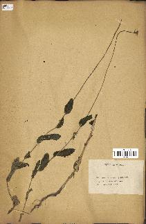 spécimen de Papaver somniferum