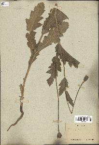 spécimen de Papaver somniferum
