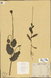 spécimen de Papaver somniferum