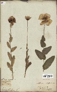 spécimen de Papaver somniferum