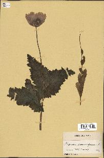 spécimen de Papaver somniferum