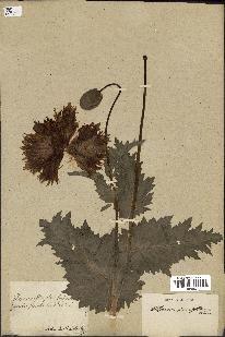 spécimen de Papaver somniferum