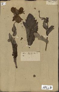 spécimen de Papaver somniferum