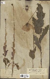 spécimen de Papaver somniferum