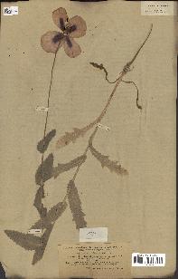 spécimen de Papaver somniferum