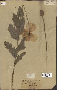 spécimen de Papaver somniferum