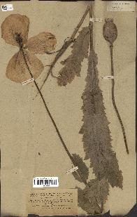 spécimen de Papaver somniferum
